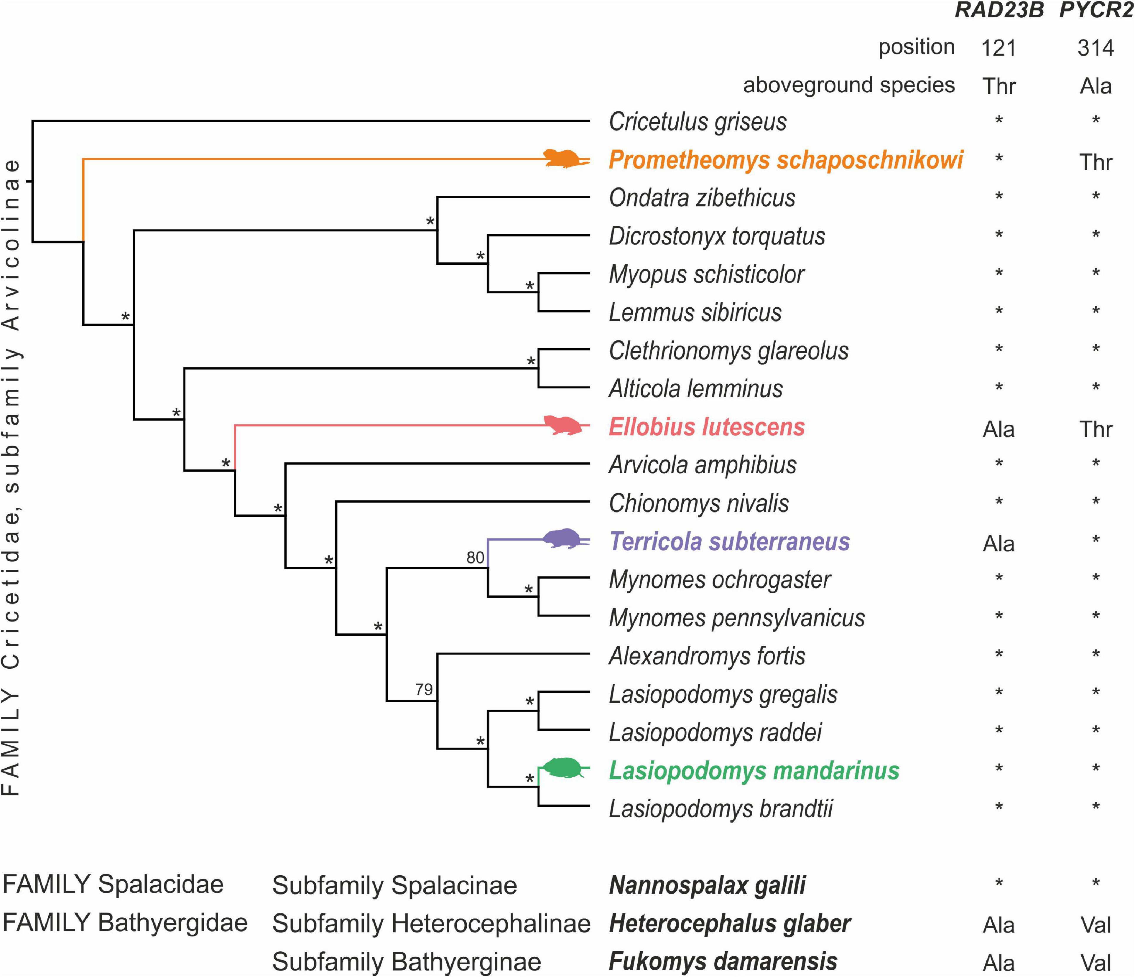 How voles adapt to subterranean lifestyle: Insights from RNA-seq